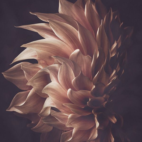 Electra von Marina de Wit