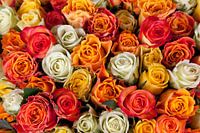 Weiße, rote und orangefarbene Rosen rahmenfüllende Nahaufnahme
