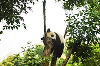 Lazy panda