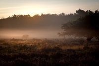 Herbstmorgen im Moor