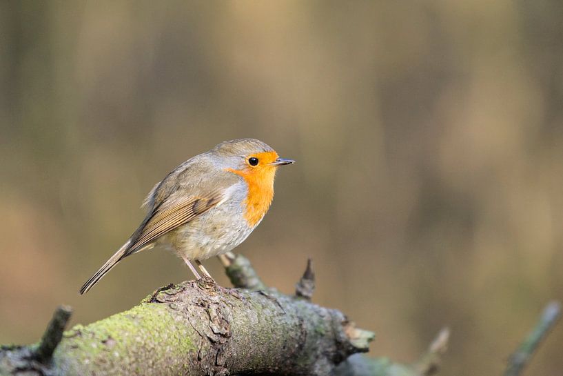 The Redbreast by Sander RB