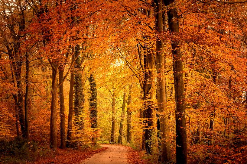 Pfad durch einen Buchenwald im Herbst von Sjoerd van der Wal Fotografie