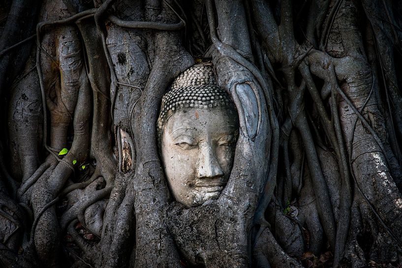 Bouddha dans un banian, Ayutthaya par Ronald Huijben