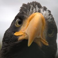 Weißkopfseeadler schaut mich an