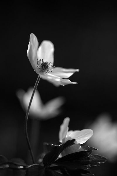 Bosanemone black and white by EFFEKTPHOTOGRAPHY.nl