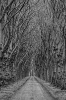 Road with trees in Megen, The Netherlands