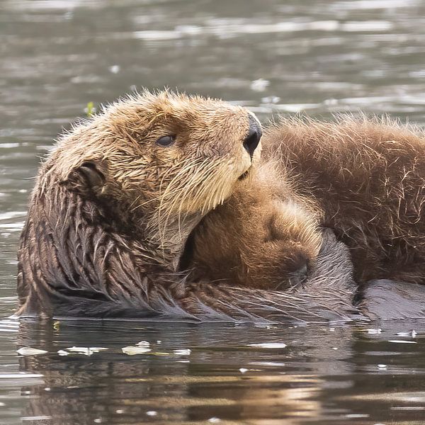 Ottermütter sind die besten Mütter der Tierwelt von Kris Hermans