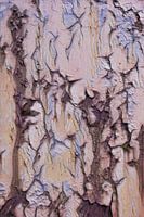 The beauty of decay 1