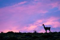 Un Guanaco au lever du soleil au Chili