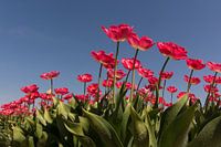 Dutch tulips