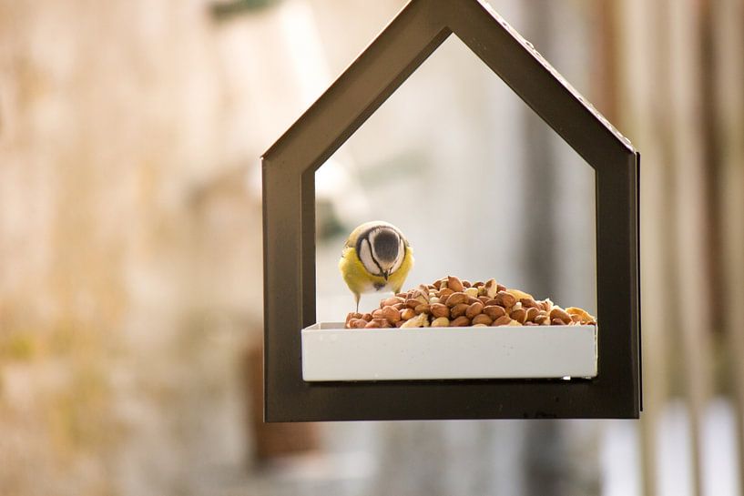 Vogelhaus mit Blaumeise von Heavenly Made Memories