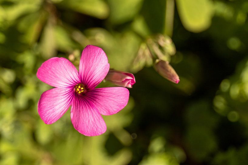 Isolated pink flower on green background by thomaswphotography