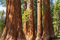 Sequoia's in Mariposa Grove, Yosemite National Park, Californië, Verenigde Staten, VS,