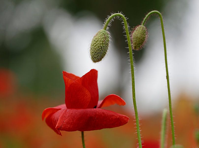 Poppies in different stages by Peter Bartelings