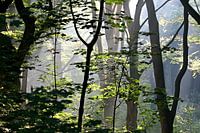 Sieh die Sonne durch die Bäume scheinen