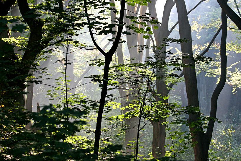 Sieh die Sonne durch die Bäume scheinen von Ties van Veelen