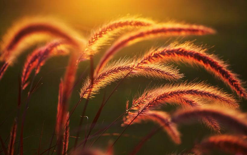 Gräser von Thomas Jäger