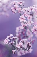 Achillea millefolium