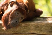 Red howler monkey