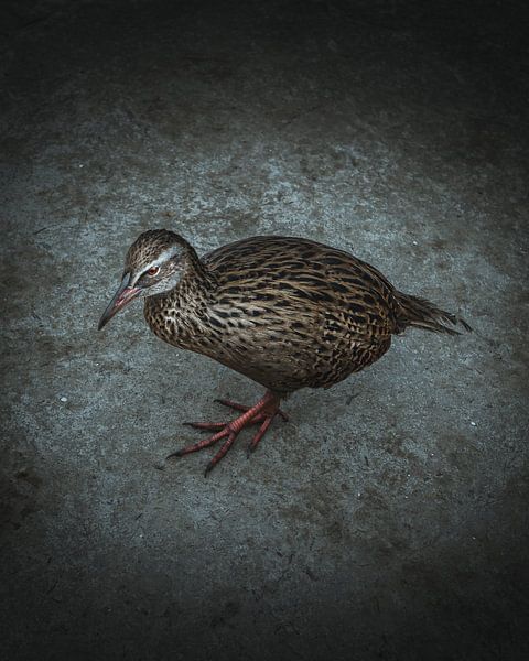 Weka-Vogel - Neuseeland von Jip van Bodegom