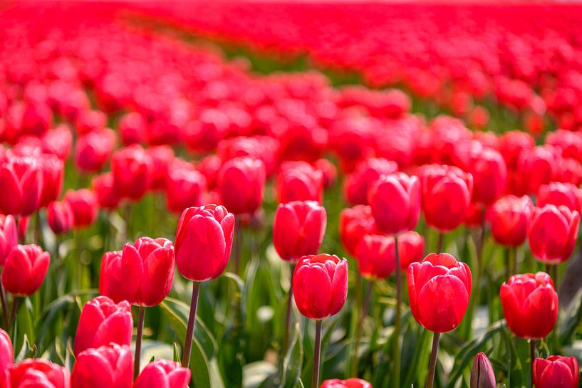 Floraison de tulipes rouges et roses dans un champ pendant une belle journée de printemps par Sjoerd van der Wal Photographie