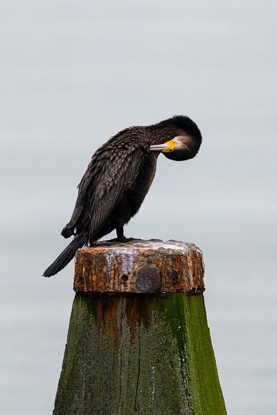 Juckreiz von Liefs van Peet