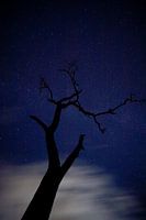Arbre de nuit