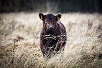 Junges Galloway-Kalb