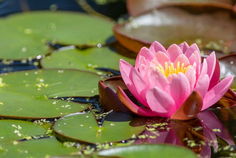 étang avec un nénuphar rose par gaps photography