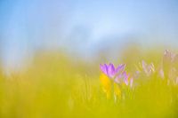 Krokus im Gras versteckt