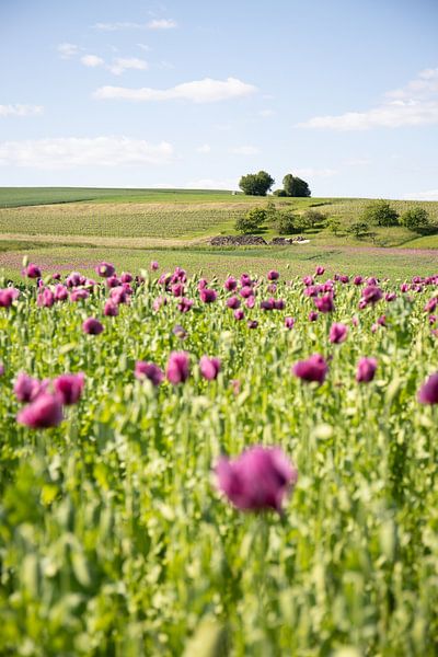 Champ de coquelicots dans la nature par Fotos by Jan Wehnert