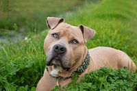 Logan in den Kleeblättern