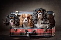 Chiens en voyage