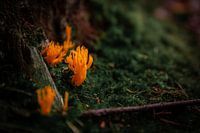 Champignon de corail collant