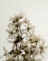 krentenboompje (bloesem)