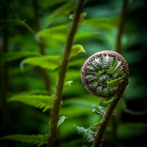 La magie des fougères par Dirk van Egmond