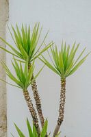 Green palm against a white wall