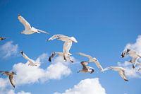 Fliegende Möwen in blauem Himmel mit weißen Wolken, Sommer an der niederländischen Küste