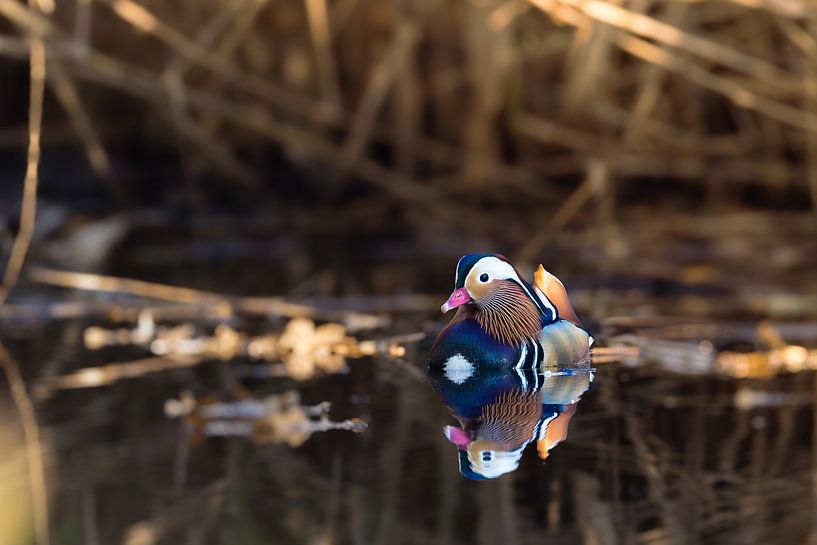 Reflection in feathers by van Veen Allround Photography