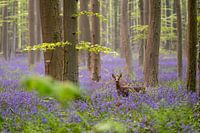 Morning, the Haller forest with forest hyacinths