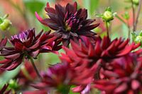 Rood/bruine Dahlia's