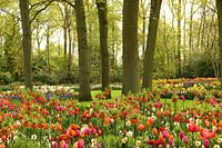 Keukenhof-Serie - in voller Blütezeit