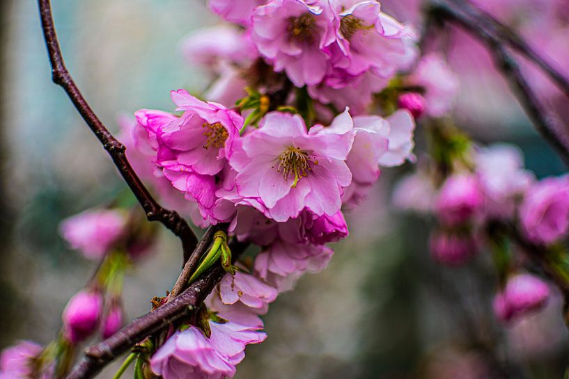 Blume von Tim Moeremans