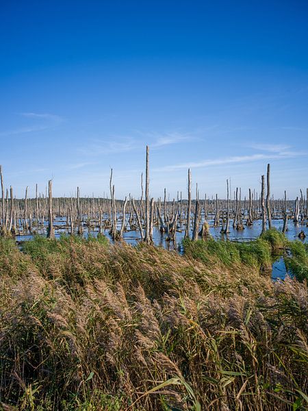 Forêt de fantômes près de l'île d'Usedom (mer Baltique) par t.ART