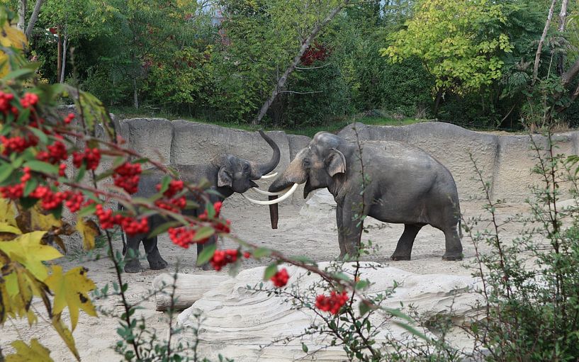 Éléphants par J De Leeuw