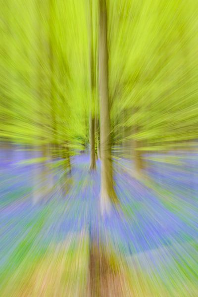 Abstrakter Zoom-Effekt auf eine Buche in einem Frühlingswald mit Bluebell-Blüten von Sjoerd van der Wal Fotografie