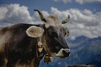 Austrian cow, Alpine cow