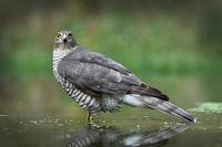Bird of prey (Sparrowhawk) in water