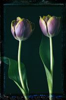 2 tulips
