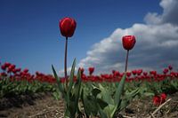 Rode Tulpen